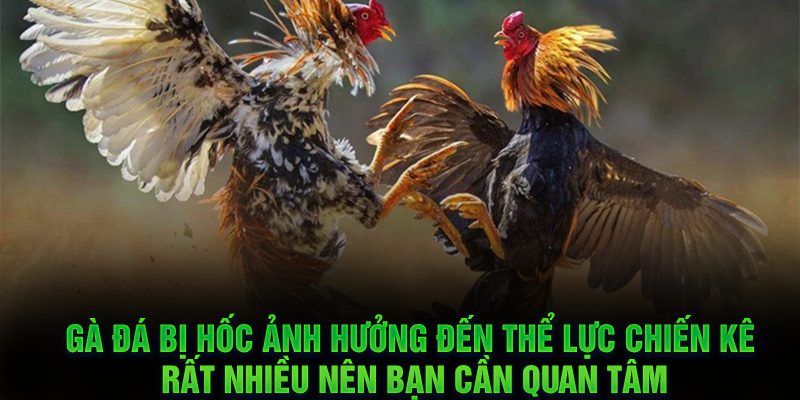 Gà đá bị hốc ảnh hưởng đến thể lực chiến kê rất nhiều nên bạn cần quan tâm